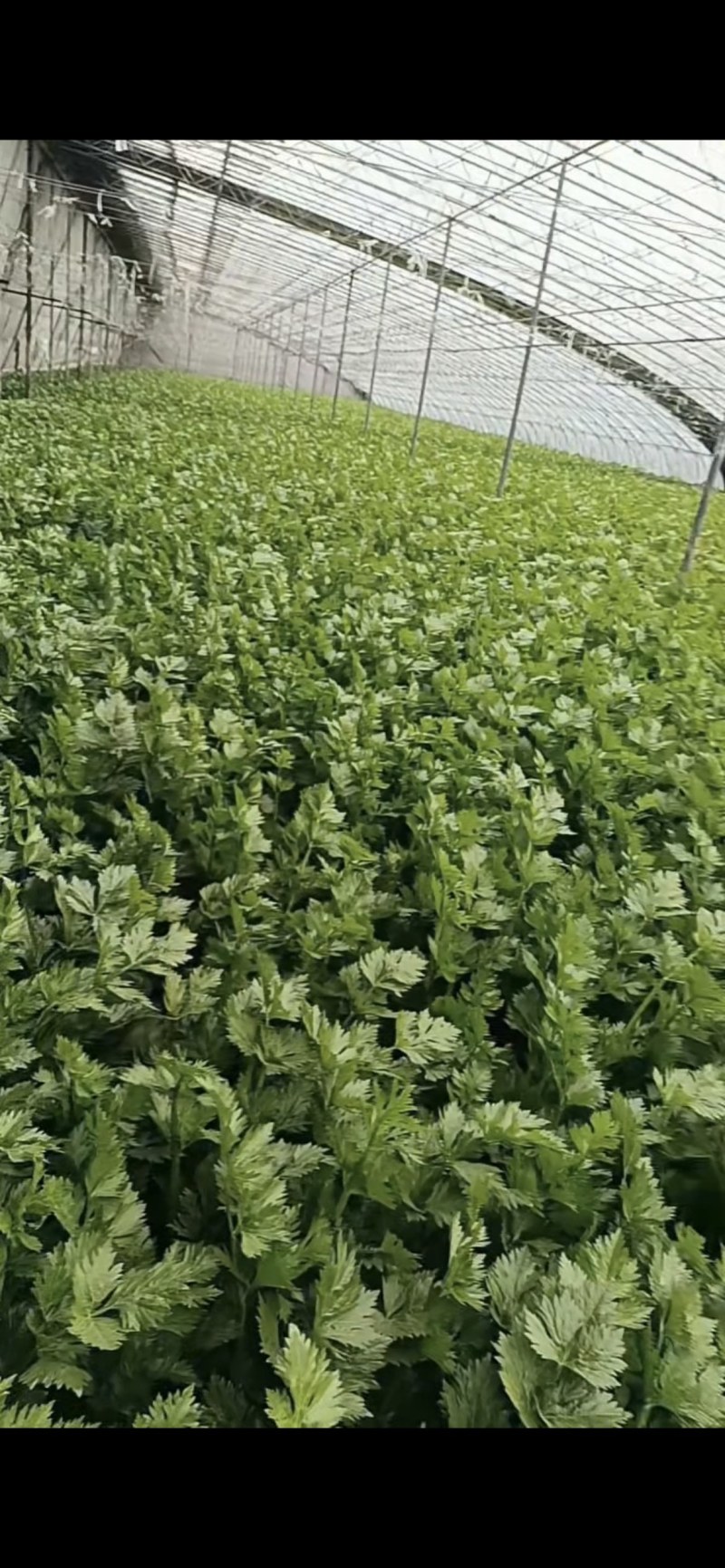 精品小芹菜，货源足，产地供应，对接全国