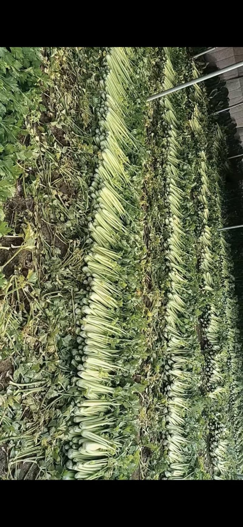 精品小芹菜，货源足，产地供应，对接全国