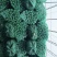精品小芹菜，货源足，产地供应，对接全国