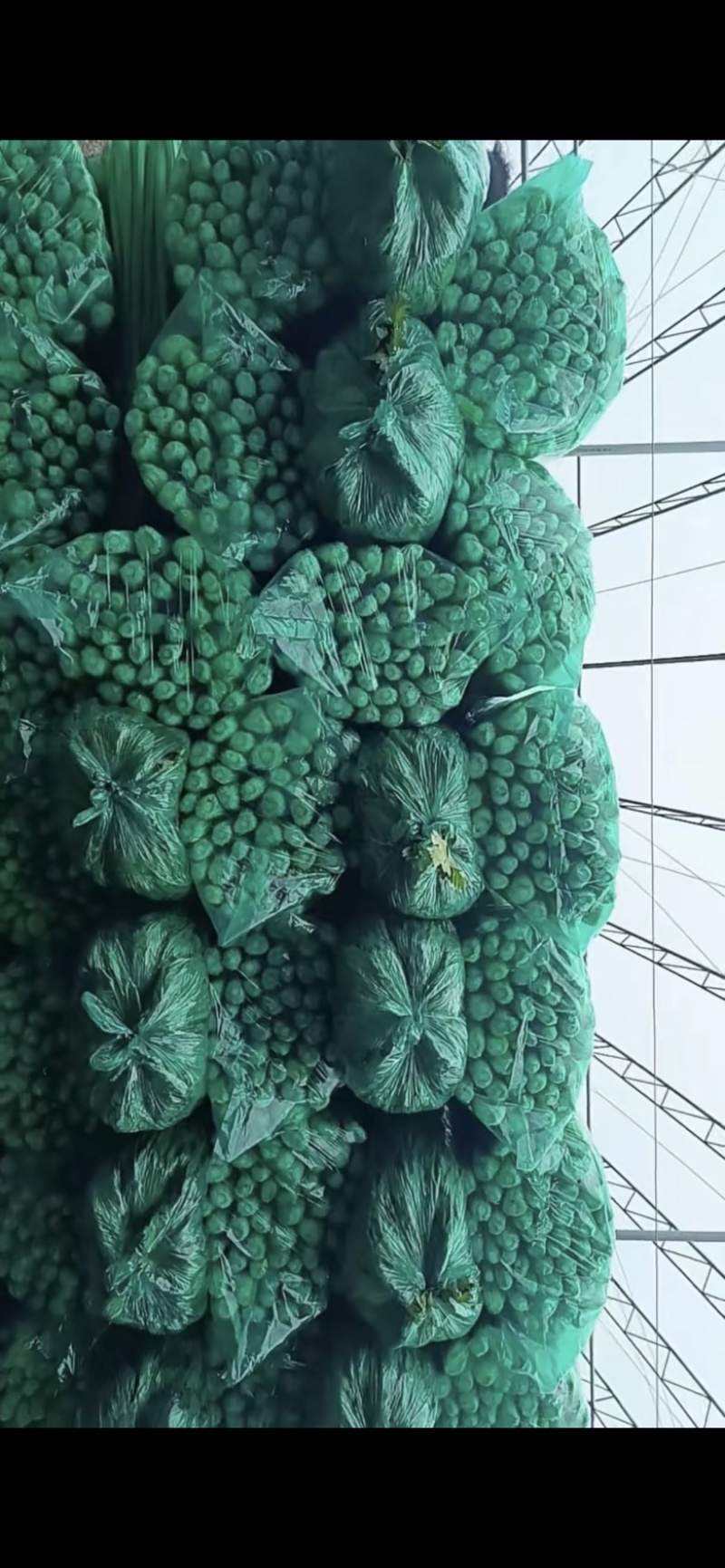 精品小芹菜，货源足，产地供应，对接全国