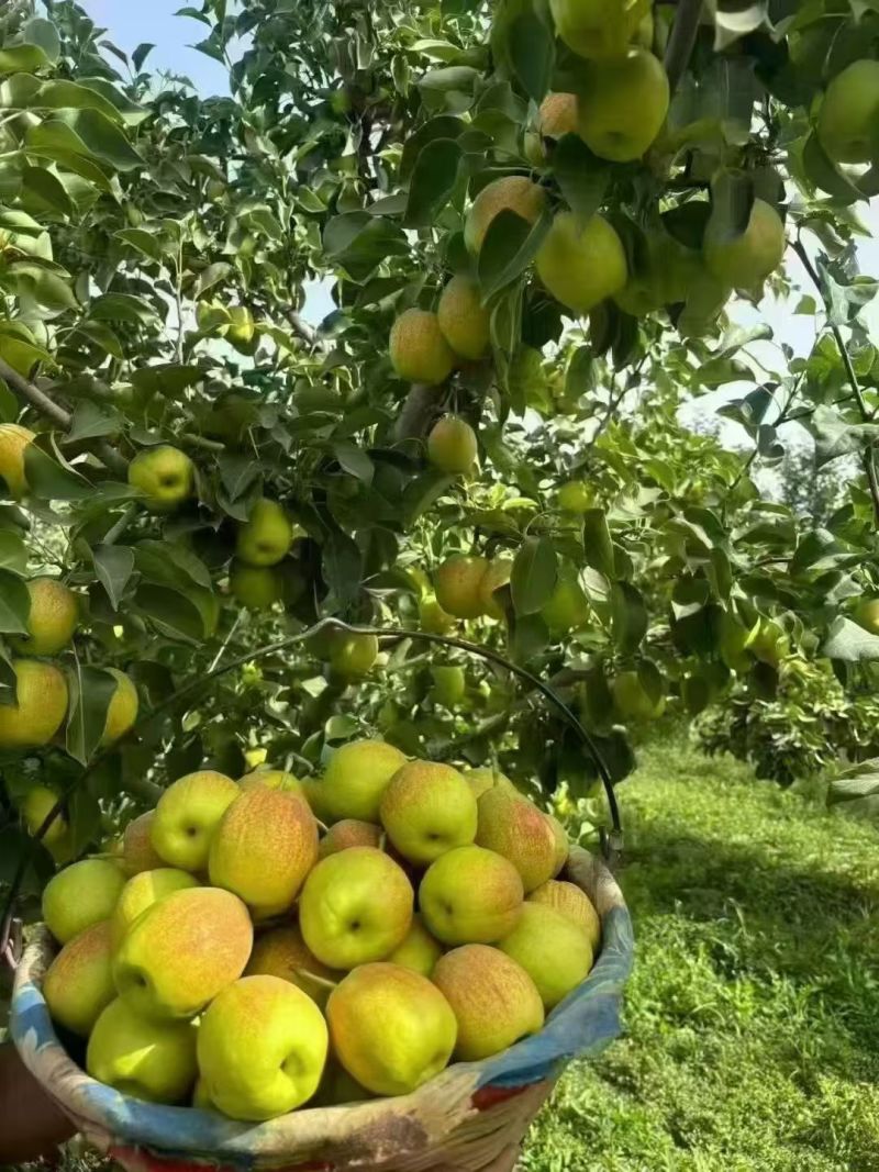 正宗新疆库尔勒香梨二级，负特香梨大量有货价格实惠年底冲量