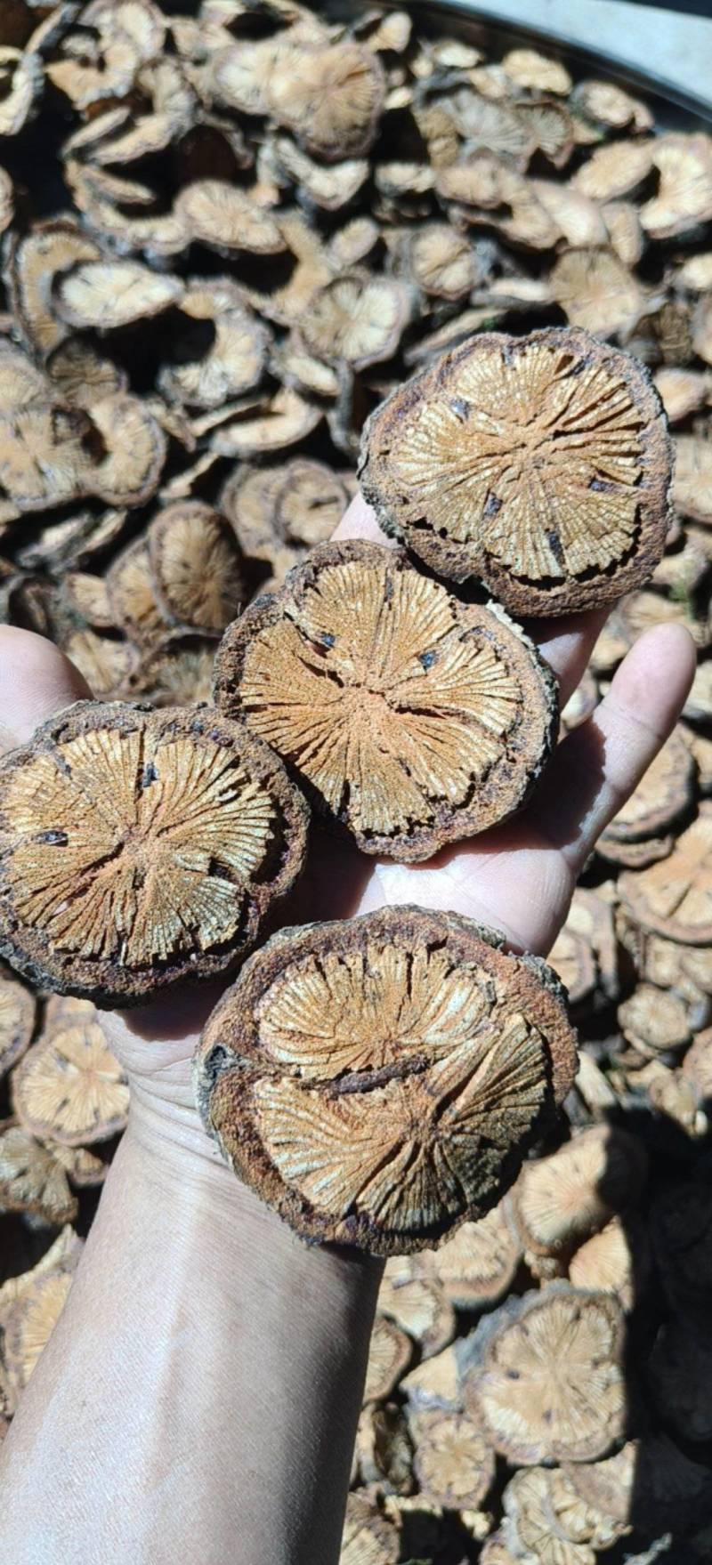 血塞通大血藤云南普洱大血藤量大从优欢迎来电咨询