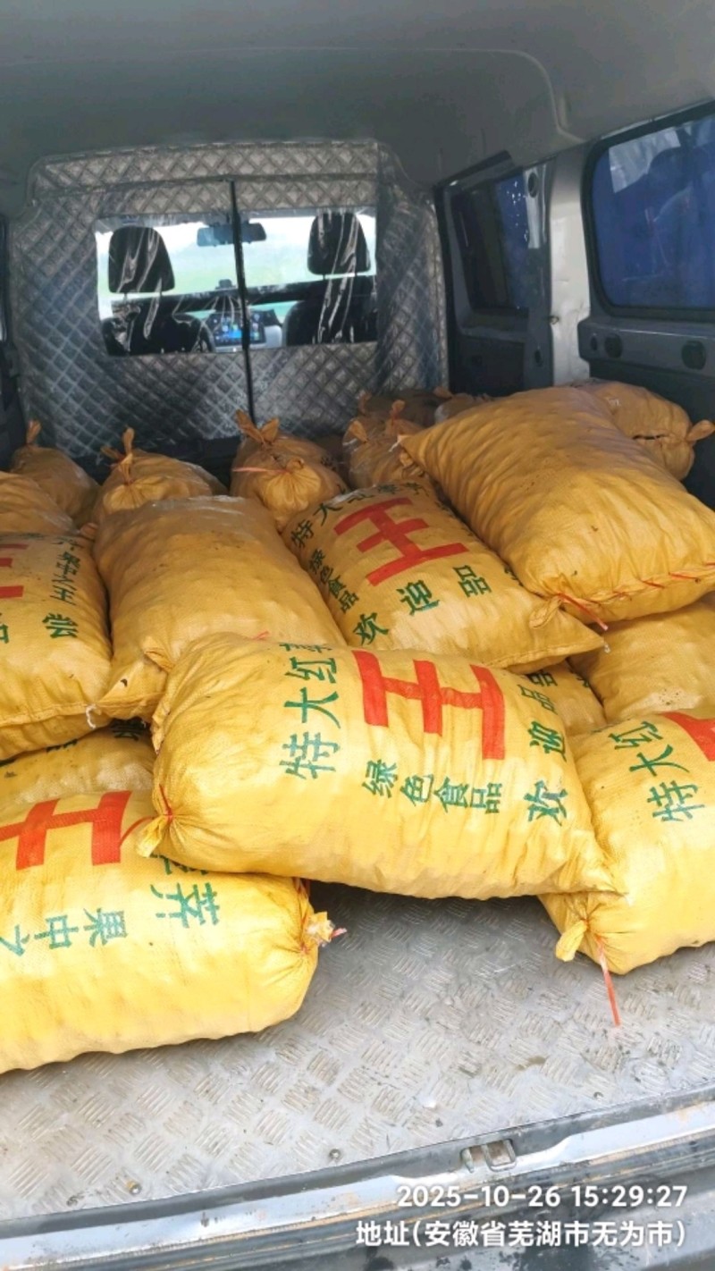 安徽新马蹄