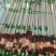 优质牛肉串草原牛肉肉质鲜美鲜串现发全国冷链发货