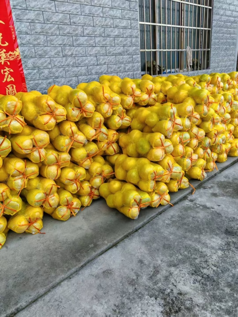 江永香柚大量供应质量保证全国发货欢迎老板联系选购