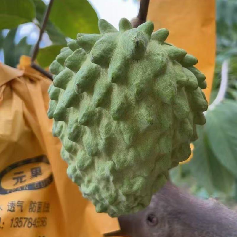云南释迦果对接全国市场价格美丽质量好走货快欢迎询价