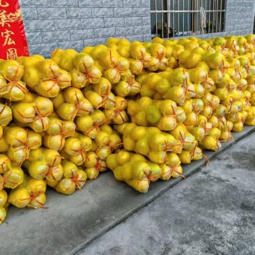 香柚规格齐全品质保证产地一手货源对接市场商超电商等
