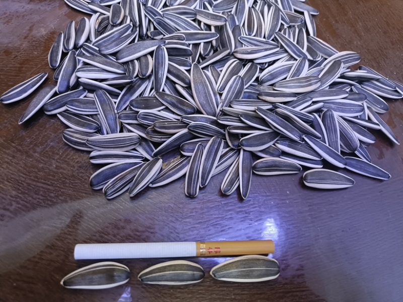 甜葵一号精选款内蒙古精品葵花籽源头好货直批