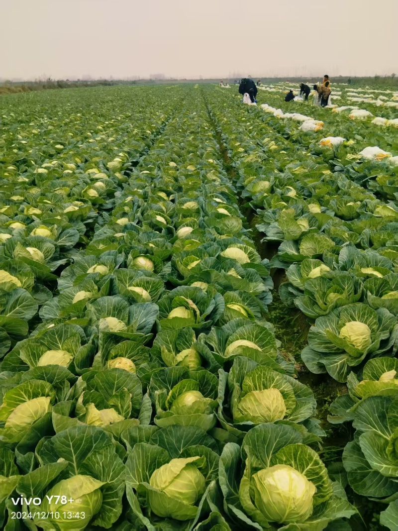 湖北沙洋产区精品扁包菜甘蓝大量上市，品质保证对接全国市场