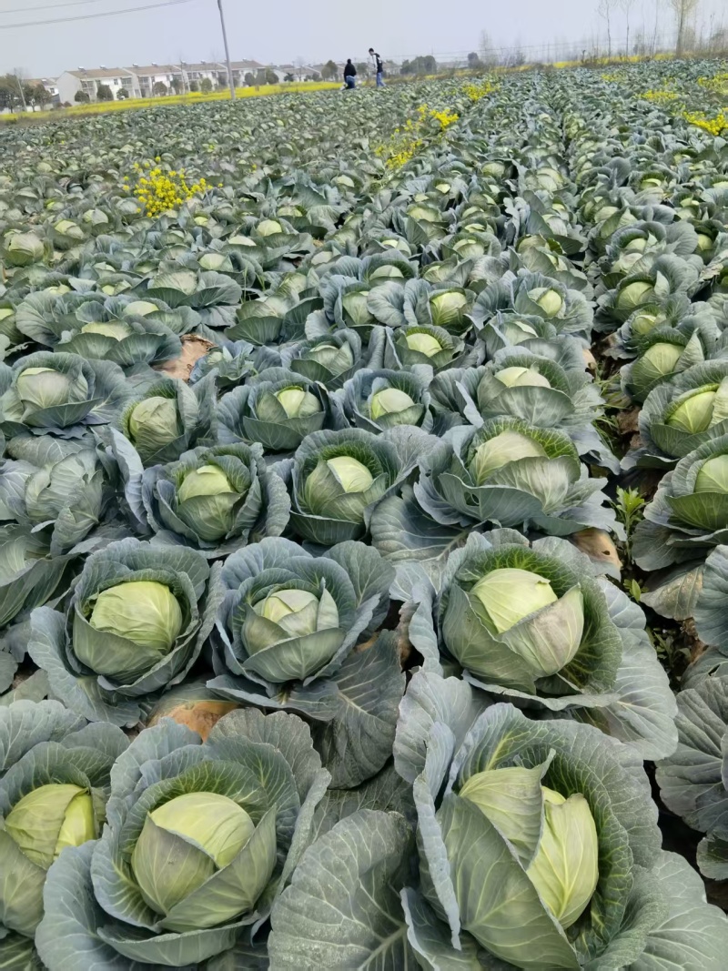 湖北沙洋产区精品扁包菜甘蓝大量上市，品质保证对接全国市场