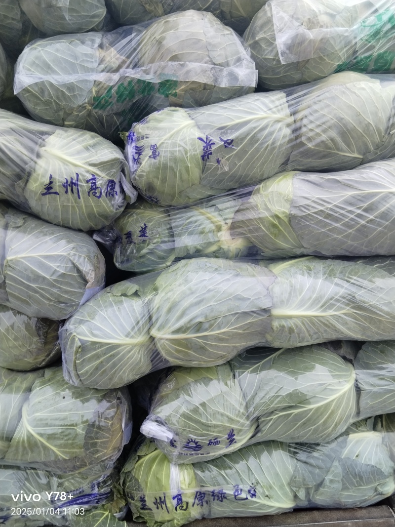 湖北沙洋产区精品扁包菜甘蓝大量上市，品质保证对接全国市场