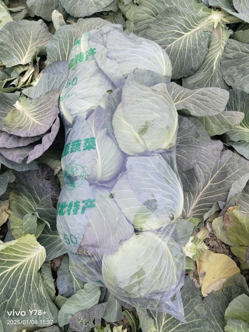 湖北沙洋产区精品扁包菜甘蓝大量上市，品质保证对接全国市场