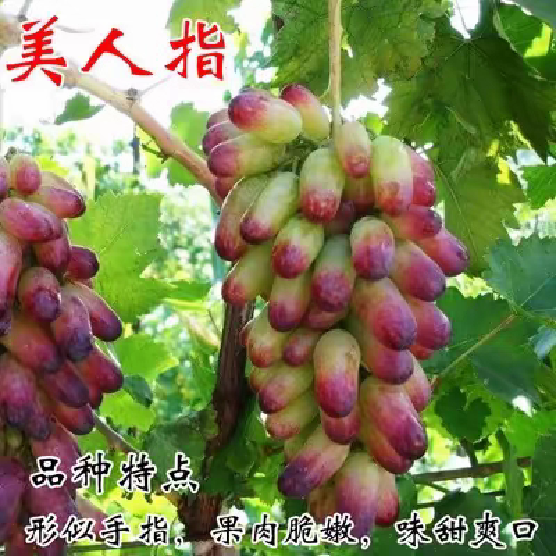 带营养盆葡萄树