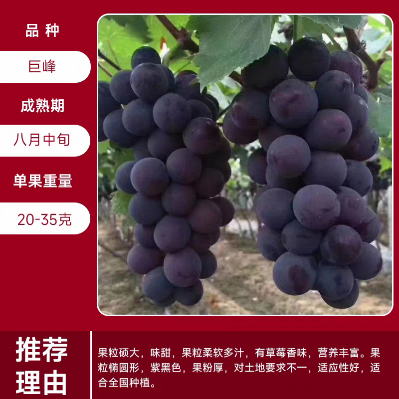 带营养盆葡萄树