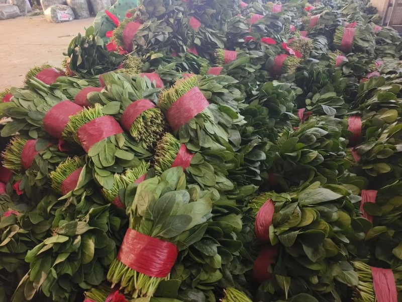 单县鲜嫩小叶菠菜口感清甜大量现货支持视频看货