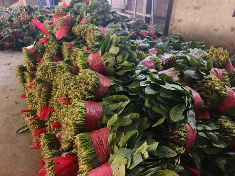 单县鲜嫩小叶菠菜口感清甜大量现货支持视频看货