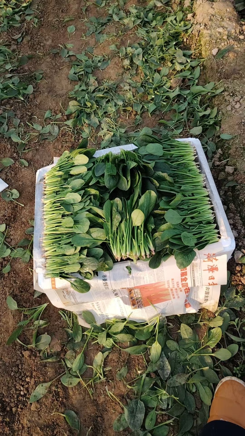 单县鲜嫩小叶菠菜口感清甜大量现货支持视频看货