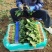 单县鲜嫩小叶菠菜口感清甜大量现货支持视频看货