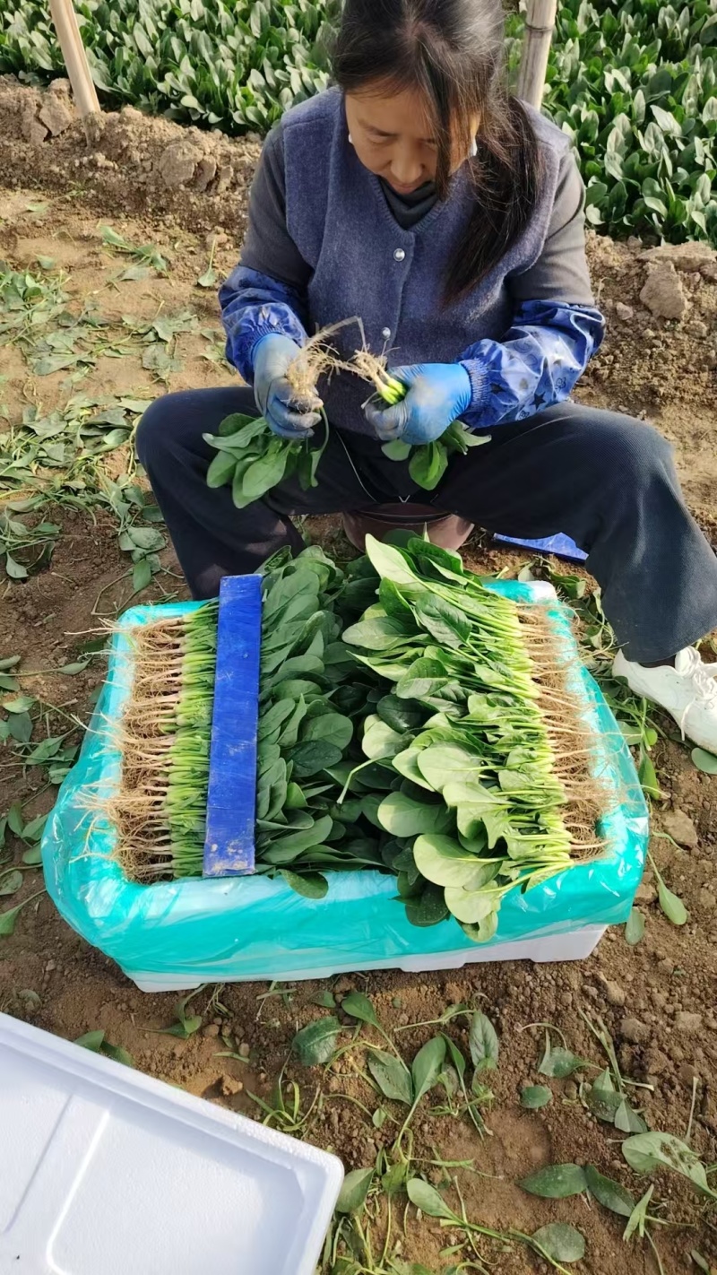 单县鲜嫩小叶菠菜口感清甜大量现货支持视频看货
