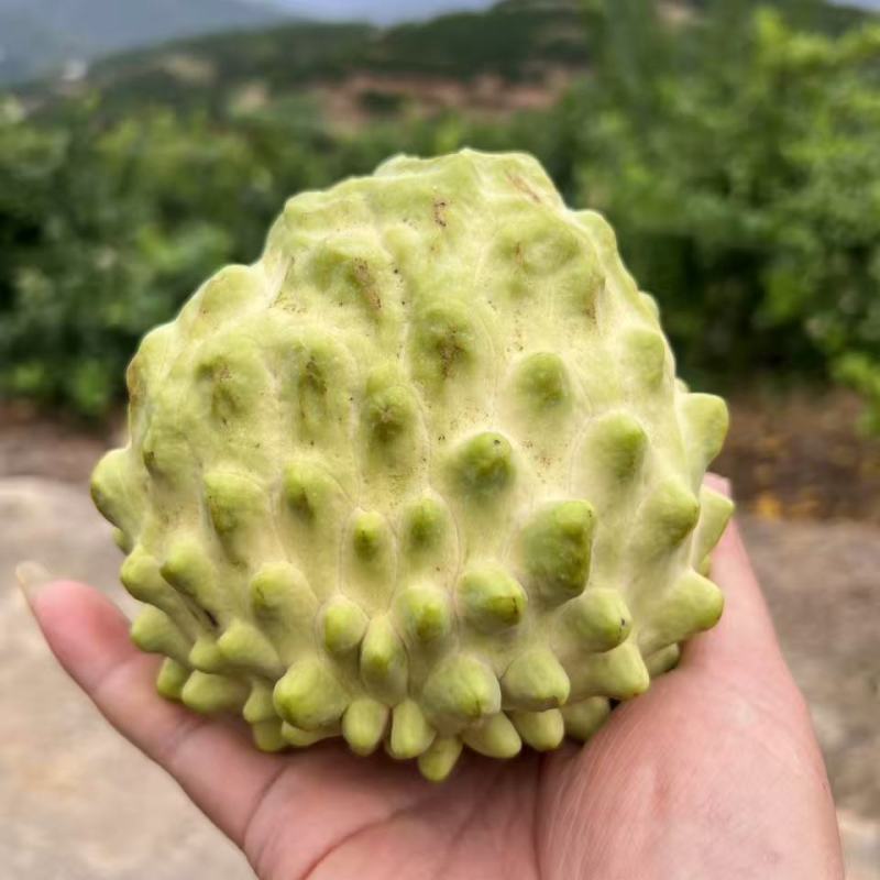 云南释迦果清香可口价格美丽对接全国市场量大从优欢迎询价