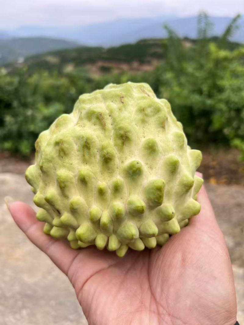 云南释迦果清香可口价格美丽对接全国市场量大从优欢迎询价