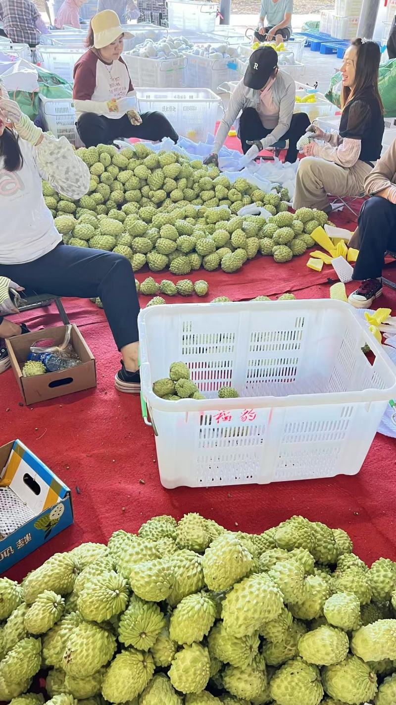 云南释迦果清香可口价格美丽对接全国市场量大从优欢迎询价