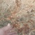 精品纯野生苍耳子