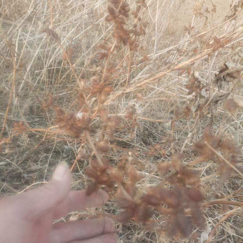 精品纯野生苍耳子