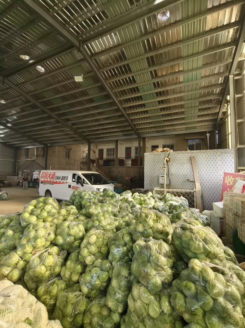 山东单县圆包菜大量上市质量保证包心紧实欢迎来电咨询