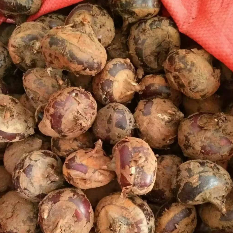 现挖当季马蹄