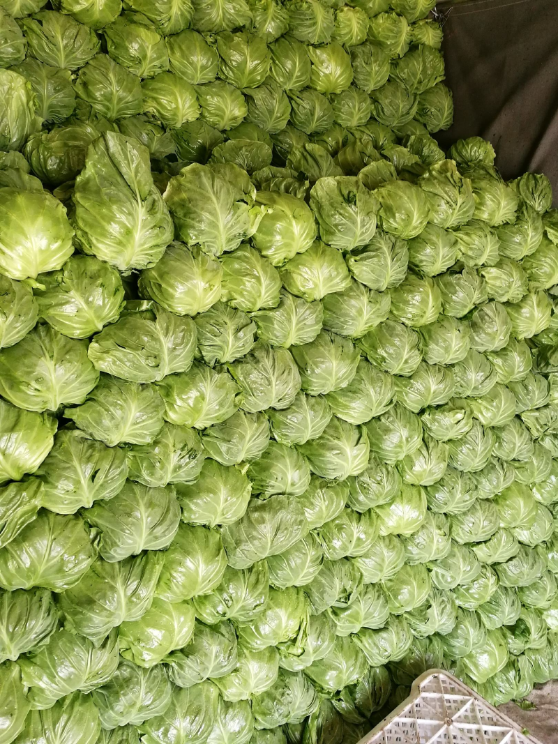 山东单县圆包菜大量上市质量保证包心紧实欢迎来电咨询