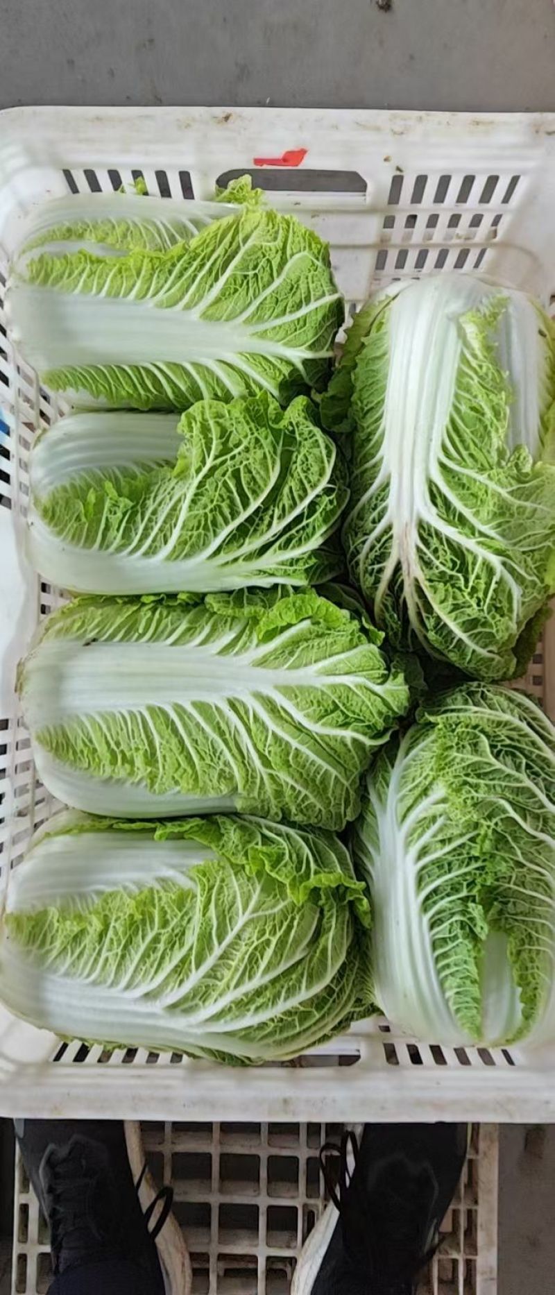 黄心白菜盐城白菜南通白菜东台白菜产地种植