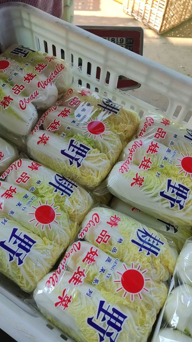 黄心白菜盐城白菜南通白菜东台白菜产地种植