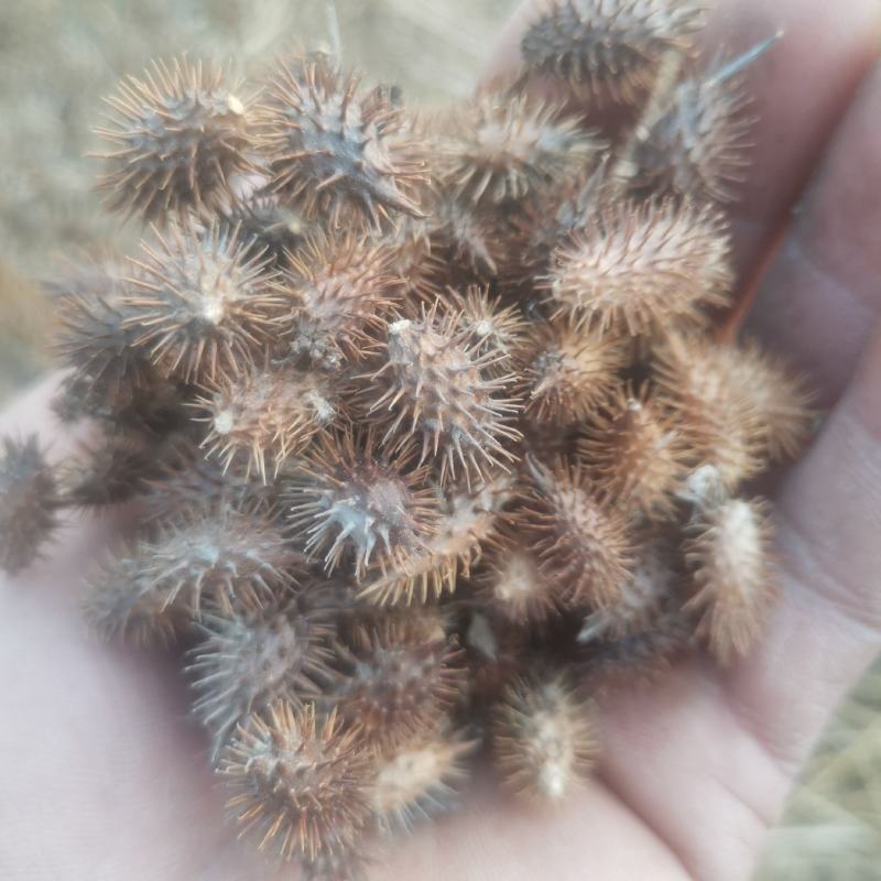 精品纯野生苍耳子
