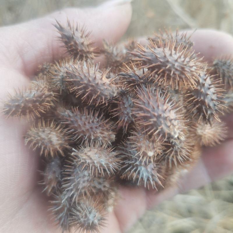 精品纯野生苍耳子