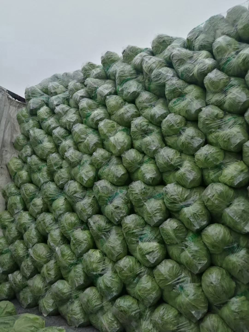 山东单县中甘甘蓝鲜绿翠嫩产地直发质量保证欢迎来电