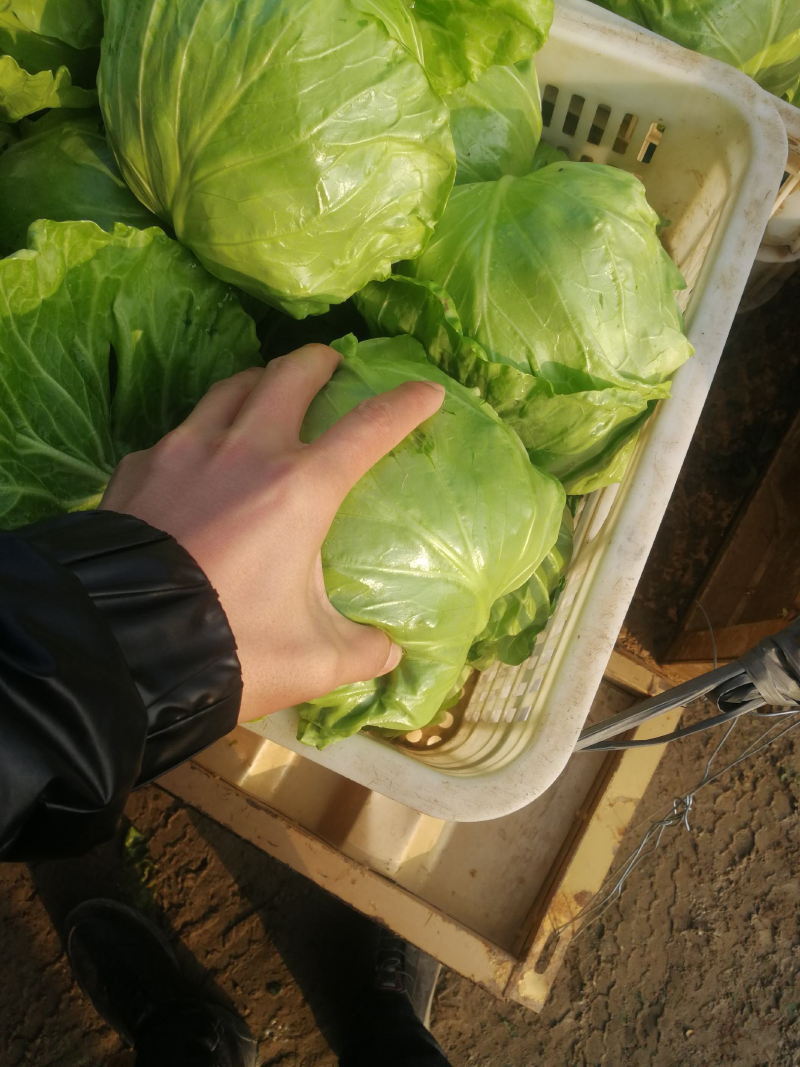 山东单县中甘甘蓝鲜绿翠嫩产地直发质量保证欢迎来电