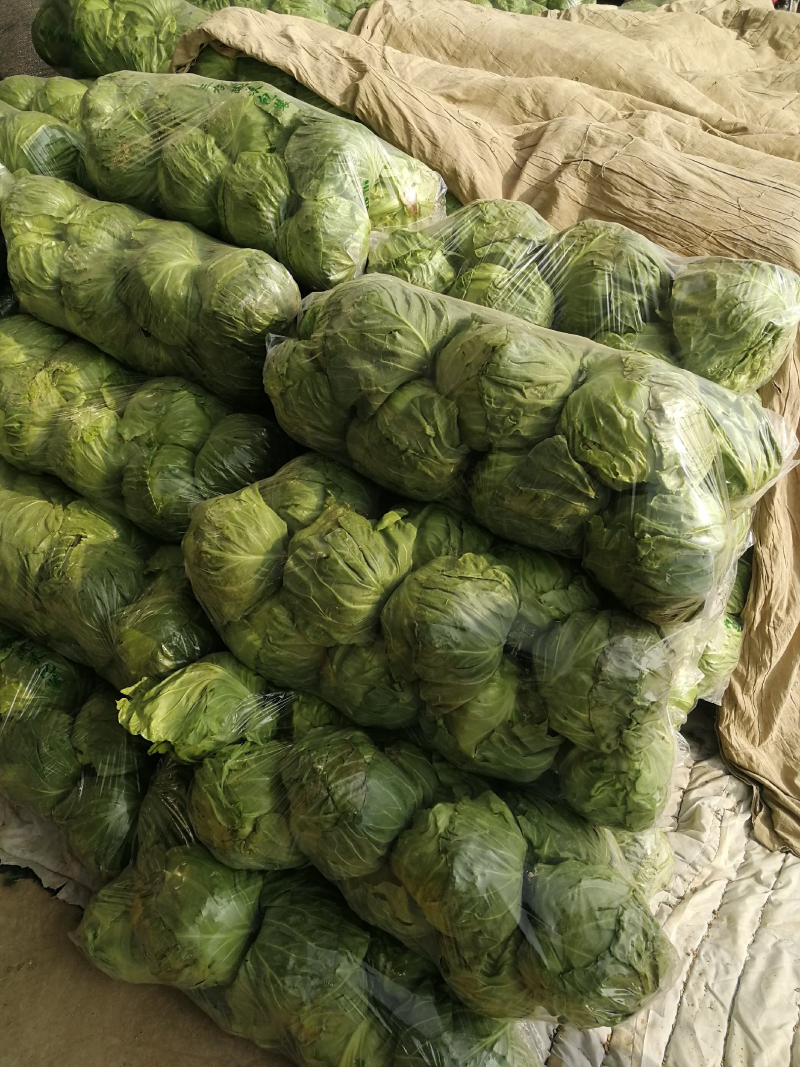 山东单县中甘甘蓝鲜绿翠嫩产地直发质量保证欢迎来电