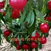早熟中油16号油桃
