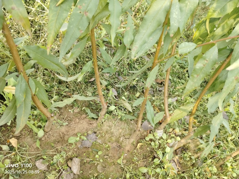 早熟中油16号油桃