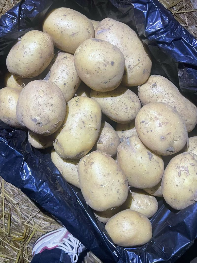 山东荷兰十五土豆大量供应，通货2两以上