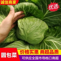 山东单县圆包菜大量上市质量保证包心紧实欢迎来电咨询