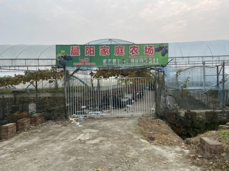 2026年西兰花上市了