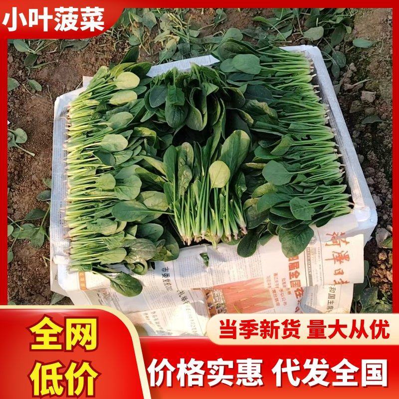 单县鲜嫩小叶菠菜口感清甜大量现货支持视频看货