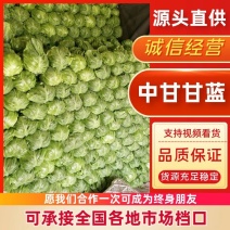 山东单县中甘甘蓝鲜绿翠嫩产地直发质量保证欢迎来电