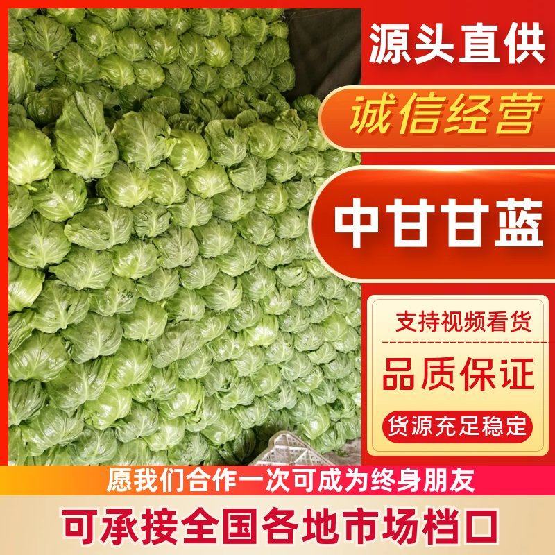 山东单县中甘甘蓝鲜绿翠嫩产地直发质量保证欢迎来电