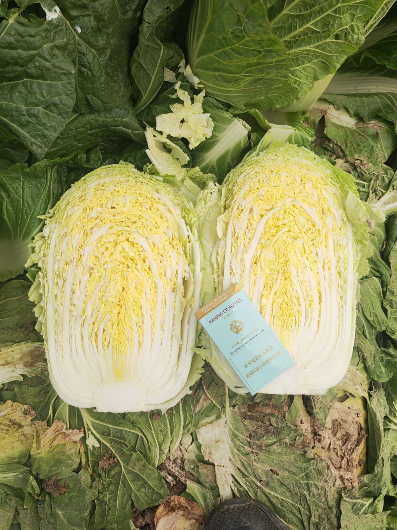 湖北黄心大白菜产地直发品质保证市场商超配送中心合作共赢