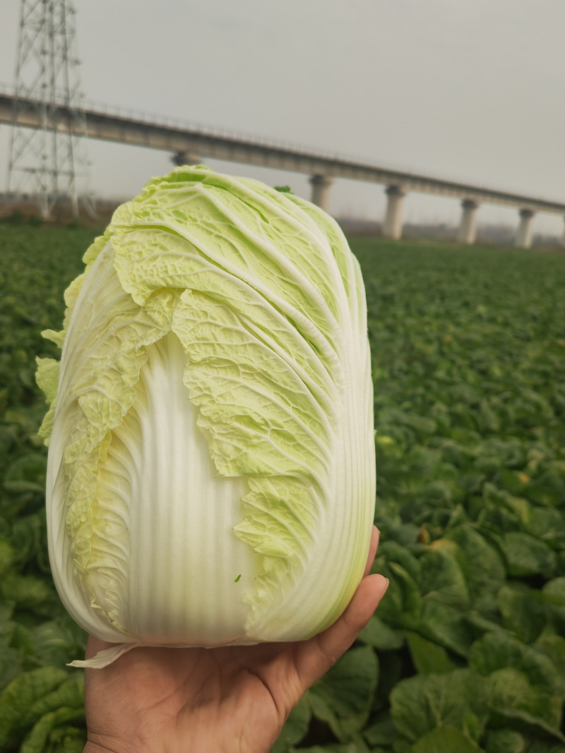 湖北黄心大白菜产地直发品质保证市场商超配送中心合作共赢