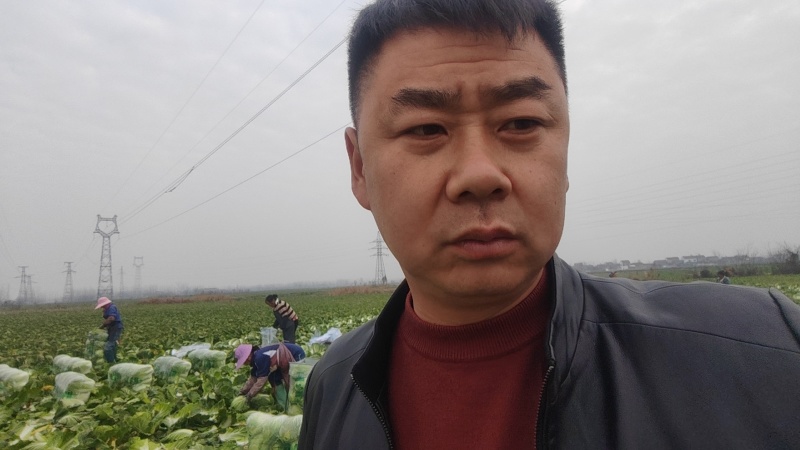 湖北黄心大白菜产地直发品质保证市场商超配送中心合作共赢
