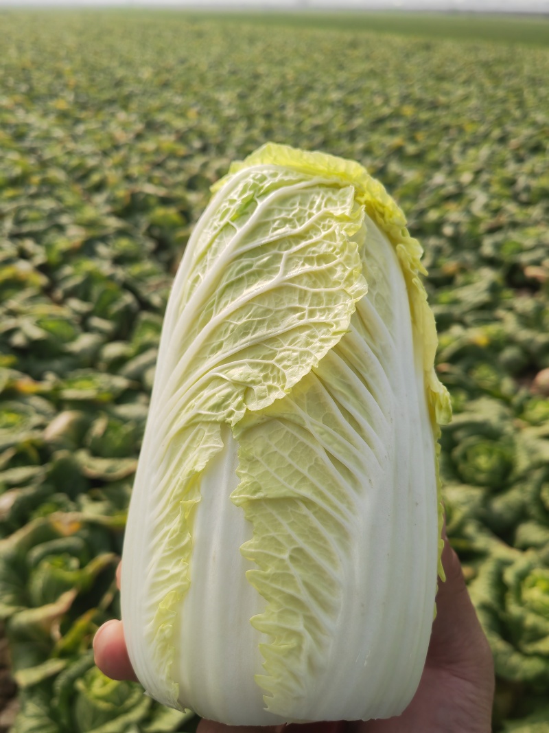 湖北大娃娃菜，产地直发品质保证市场商超配送中心合作共赢